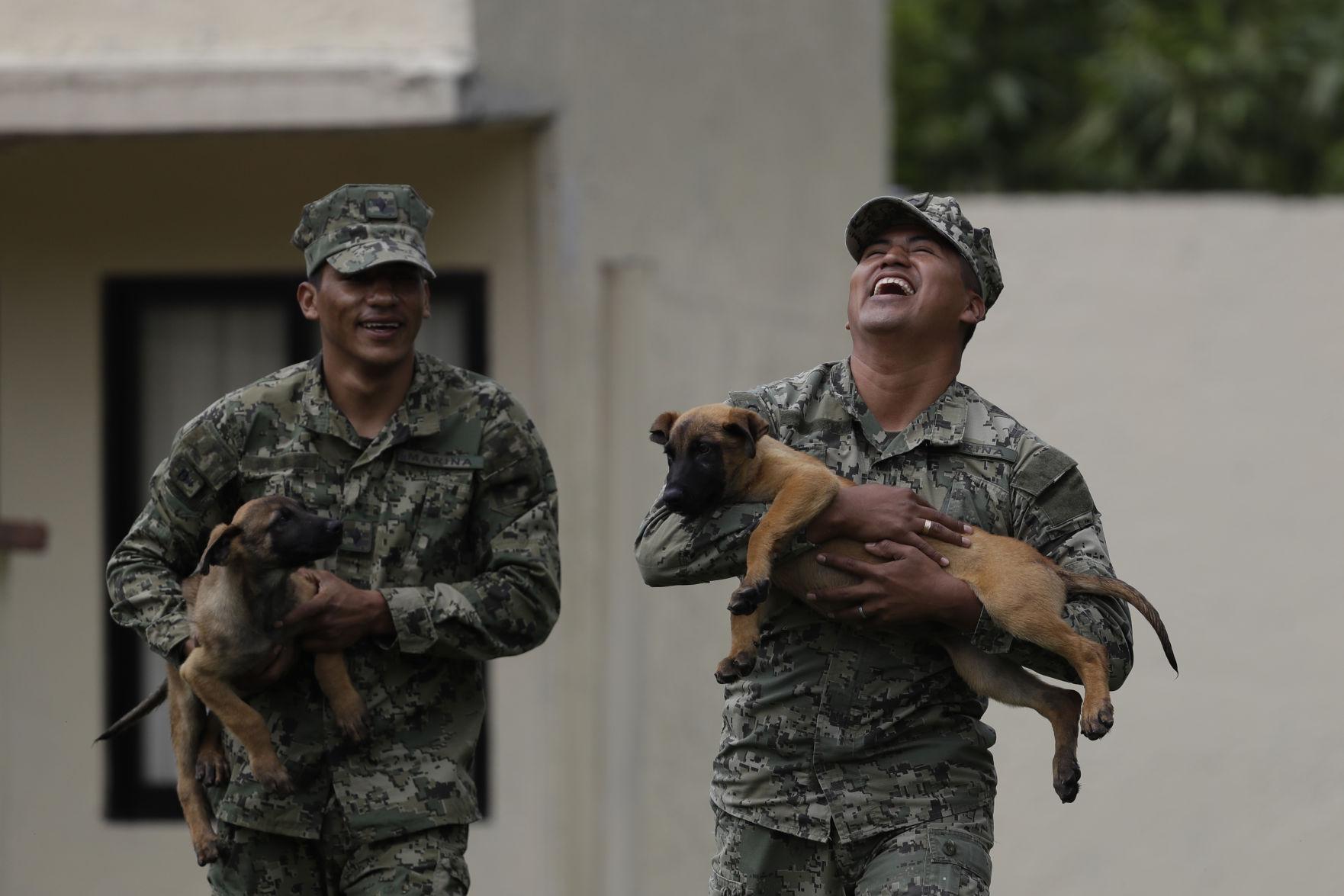 Mexico Quake Rescue Dog